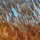 Miscanthus sinensis Ballerina