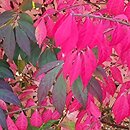 Euonymus alatus Compactus