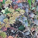 Sedum hort. Eline