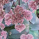 Sedum hort. Xenox
