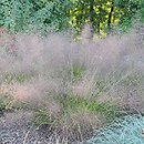 Eragrostis trichodes Bend