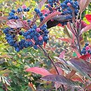Viburnum nudum (kalina naga)