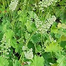 Heuchera villosa JS Felt Room