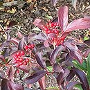 Viburnum ×hillieri