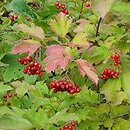 Viburnum opulus Słodka