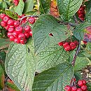 Cotoneaster lamprofolius (irga połyskliwa)