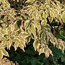 Cornus kousa var. kousa Baśka