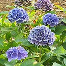 Hydrangea macrophylla Rathen