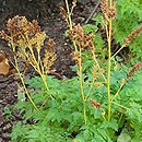 Aruncus aethusifolius Noble Spirit