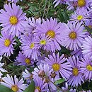 Aster-ozdobne JS Barts Blue Beauty