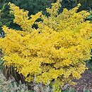 Ginkgo biloba Globus