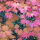 Acer japonicum Vitifolium