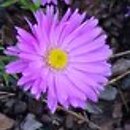 Symphyotrichum novi-belgii Herbstgruss vom Bresserhof