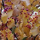 Sorbus alnifolia (jarząb olszolistny)