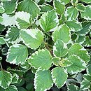 Coleus paniculatus