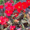Begonia ×tuberhybrida Go!EARLY Cherry Bronze Leaf