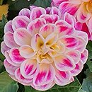 Dahlia hort. Sincerity