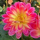 Dahlia hort. Irene Red Orange