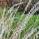 Bouteloua curtipendula (butelua groniasta)