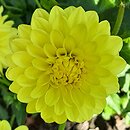 Dahlia hort. Gintarine Baltija