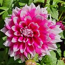 Dahlia hort. Orija