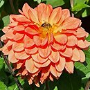 Dahlia hort. Emilija