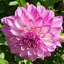 Dahlia hort. Paulyte