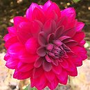 Dahlia hort. Senansis Kaunas