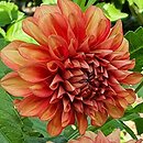 Dahlia hort. Ziezdre