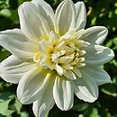 Dahlia hort. Gulbis
