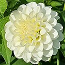 Dahlia hort. White Aster
