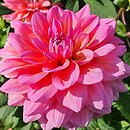 Dahlia hort. Great Silence
