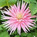 Dahlia hort. Park Princess