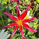 Dahlia hort. Honka Rood