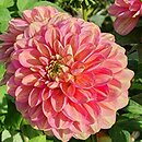 Dahlia hort. Milena Fleur