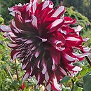 Dahlia hort. Tartan