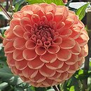 Dahlia hort. Cornel Brons