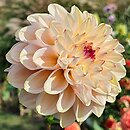 Dahlia hort. Wine Eyed Jill