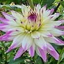 Dahlia hort. Ferncliff Illusion