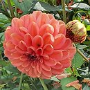 Dahlia hort. Zundert Mystery Fox