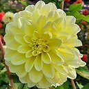 Dahlia hort. Innocent Silence