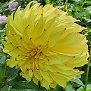 Dahlia hort. Lady Darlene