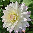 Dahlia hort. Crazy Love