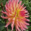 Dahlia hort. Karma Sangria
