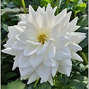 Dahlia hort. Eternal Snow