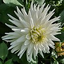 Dahlia hort. My Love