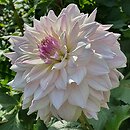 Dahlia hort. Who Me?