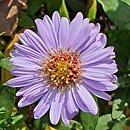 Symphyotrichum novi-belgii Peter Pan