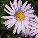 Symphyotrichum novi-belgii Snowdrift