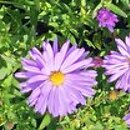 Symphyotrichum dumosum Rosenwichtel
